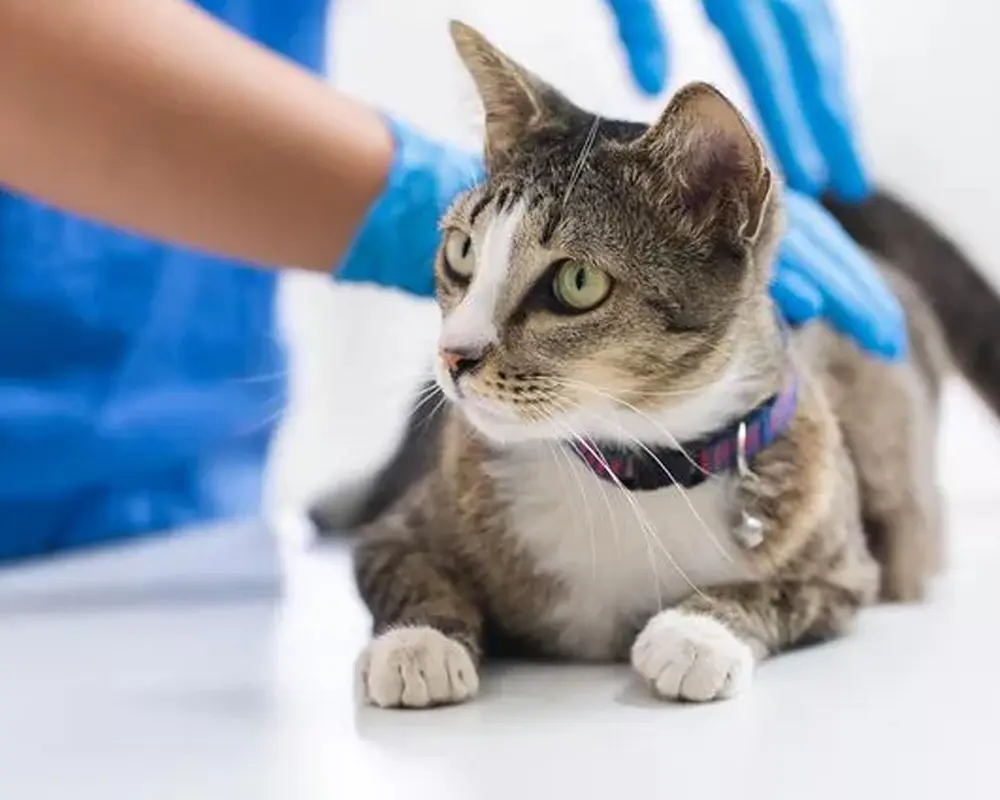 بیماری شایع گربه