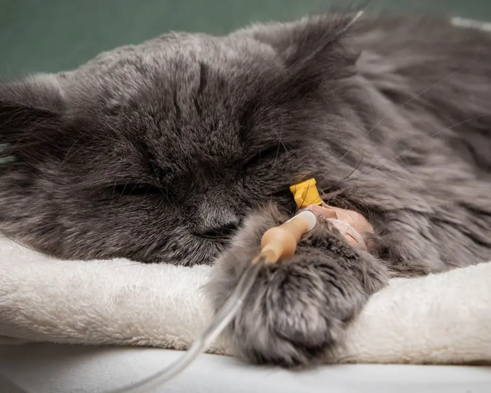 بیماری شایع گربه