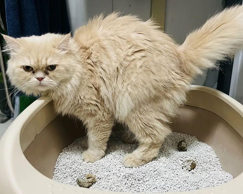 بیماری شایع گربه