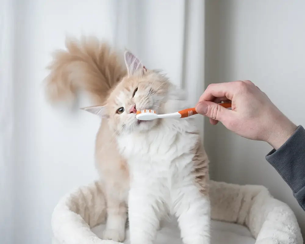 بیماری شایع گربه