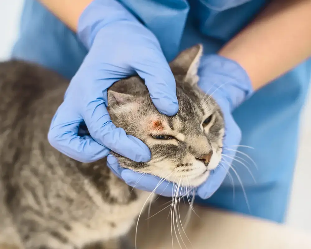 بیماری شایع گربه