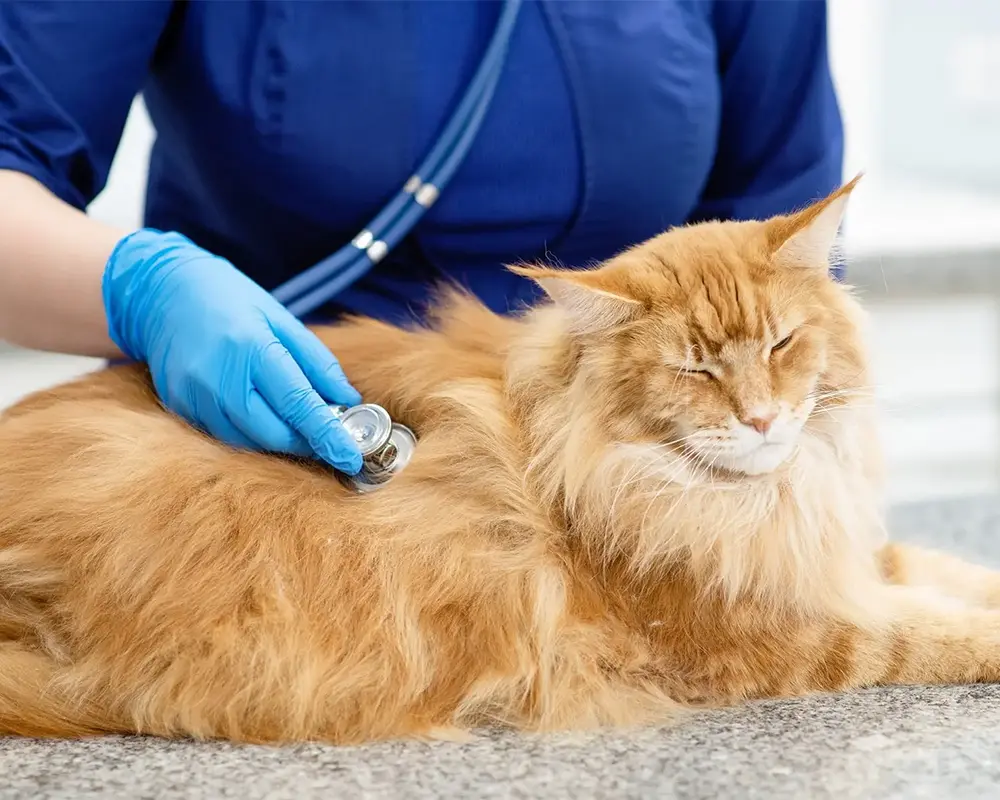 بیماری شایع گربه