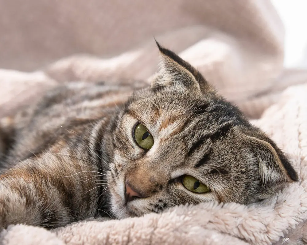 بیماری ویروسی گربه