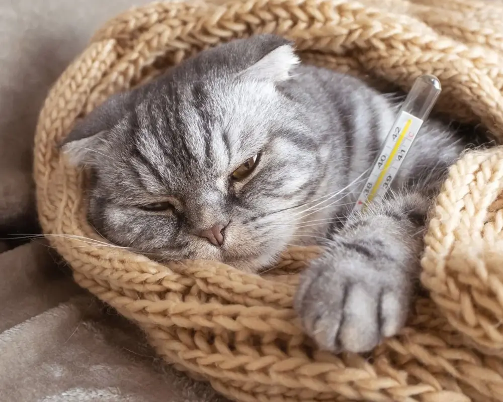 بیماری ویروسی گربه