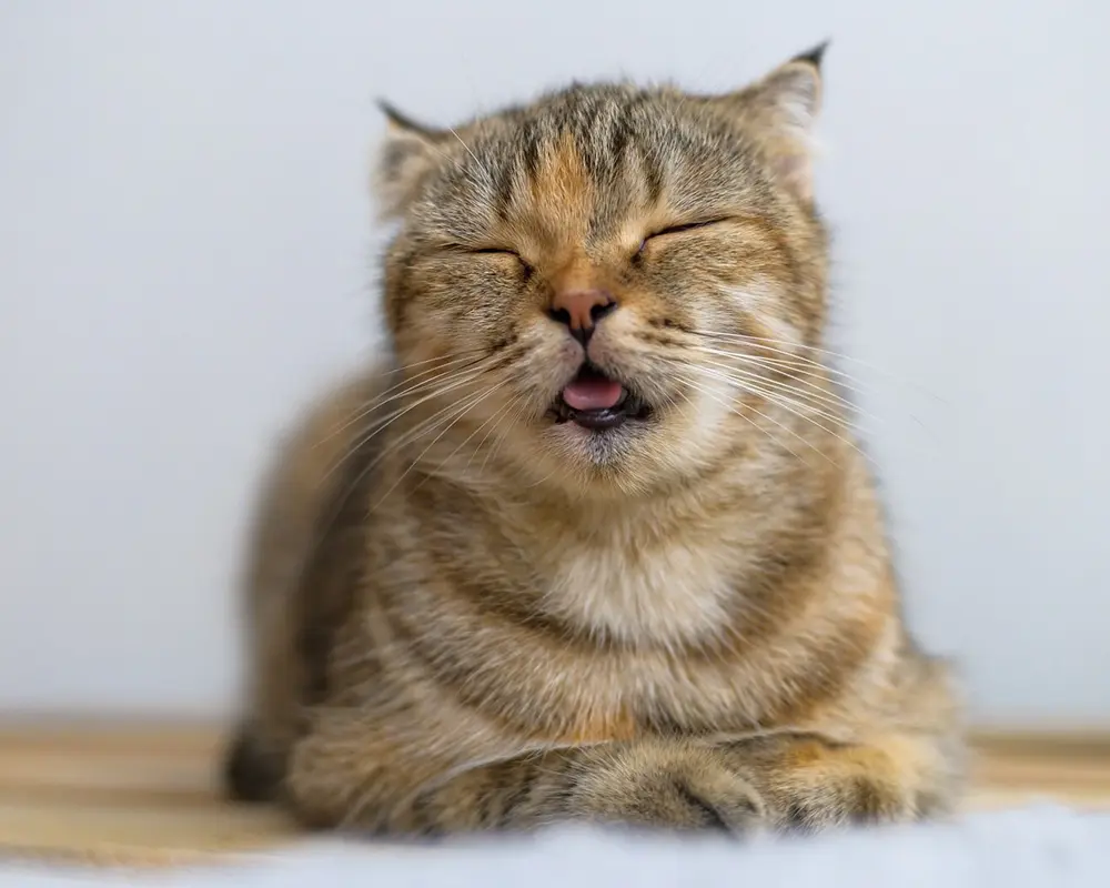 بیماری ویروسی گربه