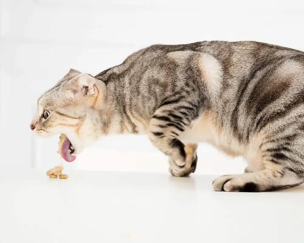 بیماری ویروسی گربه