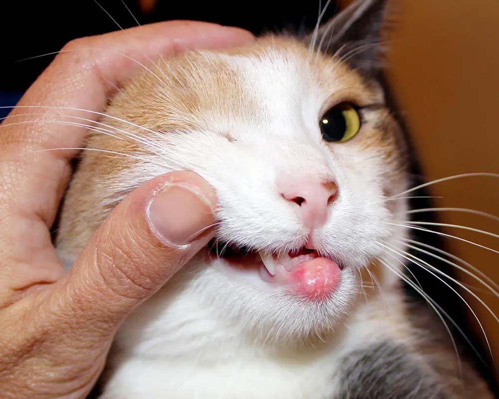 بیماری ویروسی گربه