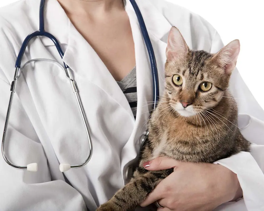 بیماری ویروسی گربه