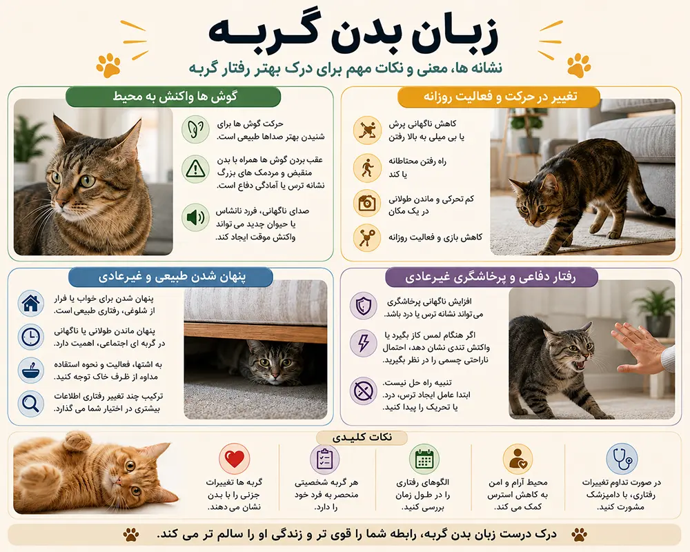 زبان بدن گربه